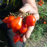 Необычный сорт с долгим сроком хранения — томат Везувий: описание помидоров и их характеристики