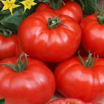 Яркие плоды без семян — томат Микадо красный: описание сорта и характеристики