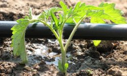 Эффективность использования популярных инсектицидов для томатов — Авант и Эйфория: инструкция и сроки ожидания