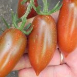 Замечательные черри с сладким вкусом — томат Шоколадные пальчики F1: описание сорта и характеристики