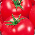 Миниатюрный крепыш для незащищенного грунта — томат Китайский болезнеустойчивый: отзывы и описание