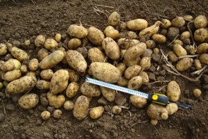 Преуспевающий на отечественном рынке новичок — картофель Бернина: описание сорта и характеристика