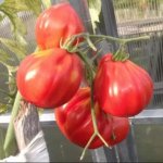 Удивительный сорт с грушевидными плодами — томат Карл: отзывы и описание