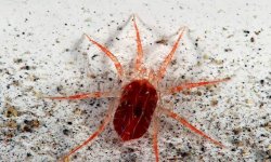 Один из самых опасных паразитов на томатах — паутинный клещ: признаки поражения, фото паутины