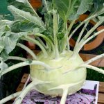 Необыкновенно крупный и полезный сорт капусты кольраби — Гигант: выращивание и описание
