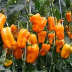 Знатный сорт осыпающий небывалыми урожаями — перец Вельможа: отзывы и описание