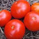 Ультраранние помидоры от популярной фирмы Седек — томат Скороспелка: описание сорта и характеристики