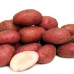 Несложный в уходе и сверхурожайный картофель — Дева: описание сорта и отзывы