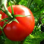 Высокоурожайный сорт с долгим сроком хранения — томат Король рынка 5 (V): описание и отзывы