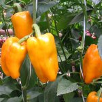 Прекрасный на вкус в свежем и маринованном виде — перец Аден F1: описание и характеристика сорта