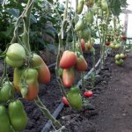 Знаменитый во всем мире сорт от отечественных аграриев — томат Капия розовая: отзывы и описание