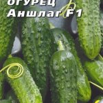Обильные урожаи красивых и вкусных плодов — огурец Аншлаг F1: описание сорта, советы по уходу