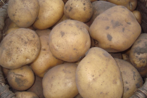 Нехлопотный в выращивании и удивительно вкусный картофель — Богатырь: описание сорта и отзывы