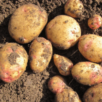 Самый выносливый и продуктивный ирландский картофель — Галактика: описание сорта