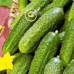 Плоды с незабываемым вкусом в свежем и маринованном виде — огурец Аромат лета f1: описание сорта, отзывы