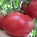 Превосходный аромат и вкус — томат Китайский розовый: характеристика и описание сорта