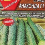Лучший длинноплодный сорт из Китая — огурец Анаконда F1: описание и характеристика куста