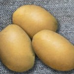 Невосприимчивый к болезням высококрахмалистый картофель — Криница: описание сорта и характеристика