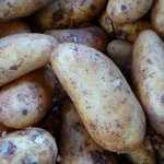 Лучший выбор для садовых товариществ и фермеров — картофель Атлант: описание сорта и отзывы