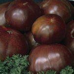 Помидоры с великолепным вкусом — томат Черный сахар: описание сорта и характеристики