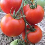 Насыщенные и вкусные плоды с экзотическим окрасом — томат Клеопатра: отзывы и описание сорта