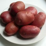Воплощение качества и продуктивности — картофель Рокко: описание сорта и характеристика