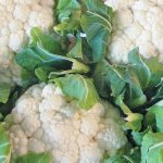 Популярный сорт с аккуратными белоснежными плодами — цветная капуста Винсон F1: отзывы и описание