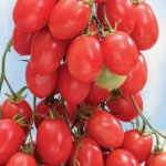 Сорт для вашего огорода — томат Испанский розовый: полное описание помидоров и характеристики