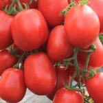 Сорт с потрясающим вкусом — томат Бочата: полное описание помидоров и его характеристики