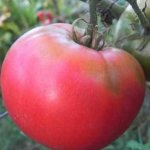 Ультраранний сорт с длительный сроком хранения — томат Розовый лидер: описание помидоров