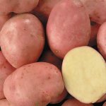 Нежный вкус и добротная урожайность — картофель Дезире: описание сорта и характеристика