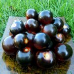 Голландская экзотика доступная каждому огороднику — томат Черная гроздь F1: характеристика и описание