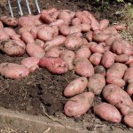 Отлично приспособленный к разному климату — венгерский картофель Сарпо Мира: описание сорта и отзывы