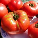 Сорт из Узбекистана — томаты Юсуповские: описание и характеристики помидоров, отзывы об урожайности