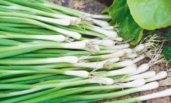 Ароматные и бодрящие перья зелени — лук Интус: описание сорта и отзывы