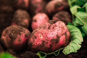 Обладающий десятком достоинств — картофель Беллароза: описание сорта и характеристика