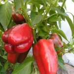 Неповторимый вкус и впечатляющие размеры плодов — перец Чудо-великан F1: отзывы и описание сорта