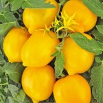Высокий урожай при неблагоприятных условиях — томат Лимон Лиана или Чудо света: описание сорта