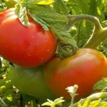 Заслуживший похвалу многих отечественных огородников томат — Премьер: описание сорта и характеристика