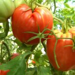 Любимый для многих сорт с вкусными розовыми плодами — томат Кардинал: описание и характеристика