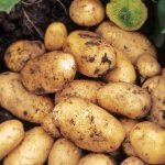 Продуктивный и выносливый любимец уральских огородников — картофель Барон: описание сорта