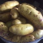 Отличный диетический сорт от шотландских аграриев — картофель Золото Майя: описание и отзывы
