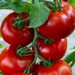 Надежный гибрид, содержащий массу витаминов и антиоксидантов — томат Сибиряк F1: описание сорта и характеристики