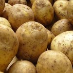 Завидные урожаи качественного и вкусного картофеля — сорт Резерв: описание, отзывы