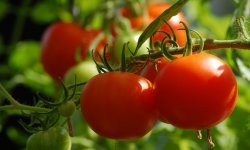Лучшие варианты решения актуального среди земледельцев вопроса — чем подкормить помидоры, чтобы они быстрее краснели?