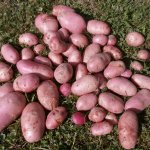 Выбор профессиональных фермеров и новичков — картофель Манифест: описание и характеристика сорта