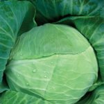 Стабильные урожаи качественных и здоровых овощей — капуста Глория: описание и характеристика сорта