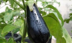 Стопроцентные урожаи для каждого овощевода — баклажан Черный бриллиант: характеристика и описание сорта