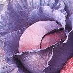 Красивый сорт с нежными и сочными листьями — краснокочанная капуста Каменная Головка 447: отзывы и описание