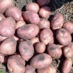 Небывалые урожаи в кратчайшие сроки — картофель Детскосельский: описание сорта и характеристика
